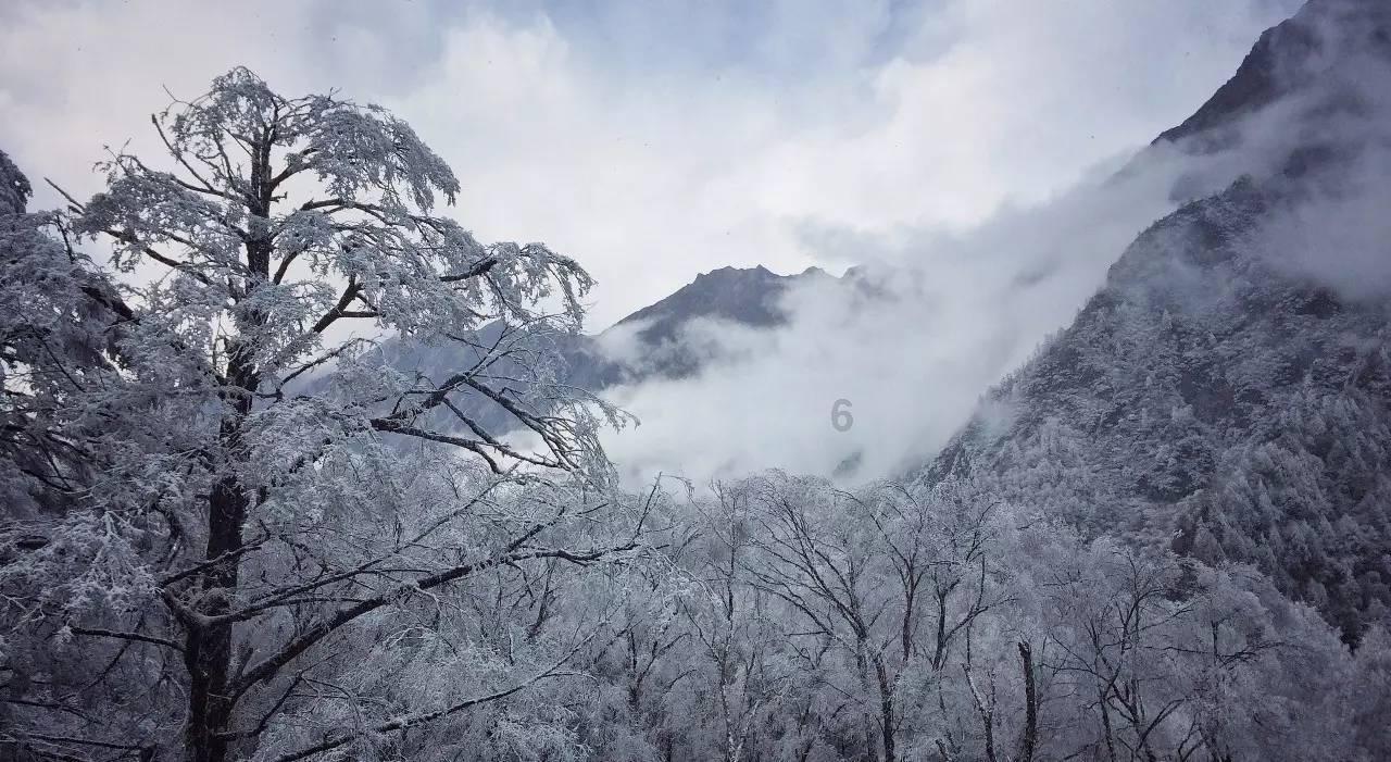 蜂王救援
